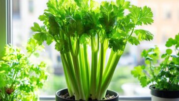 How to Grow a Continuous Supply of Celery at Home: A Step-by-Step Guide