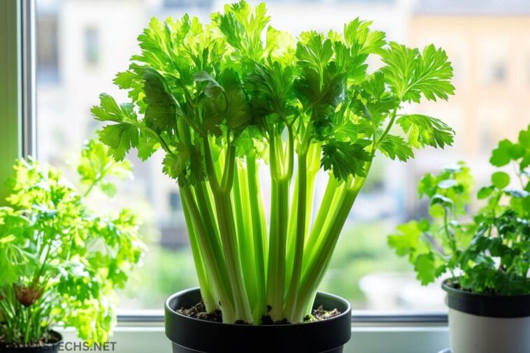 How to Grow a Continuous Supply of Celery at Home: A Step-by-Step Guide