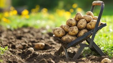 Planting Potatoes How To Plant Potatoes In The Fall