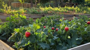 How to Fertilize Strawberries With Coffee Grounds