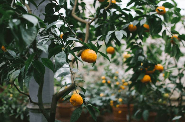 indoor orange calamondin