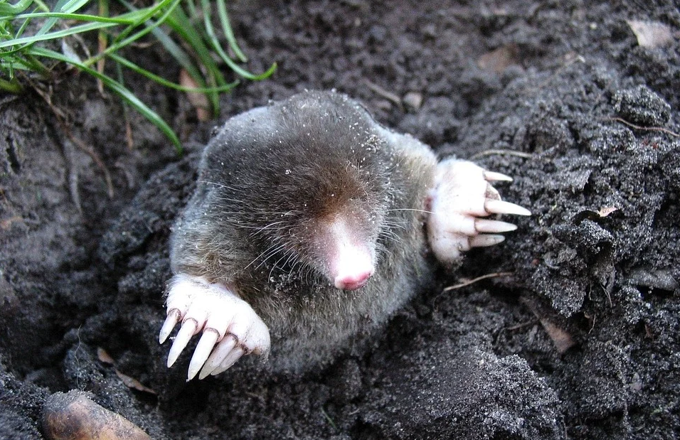 garden mole