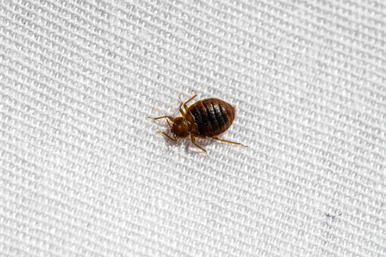 bedbug infestation