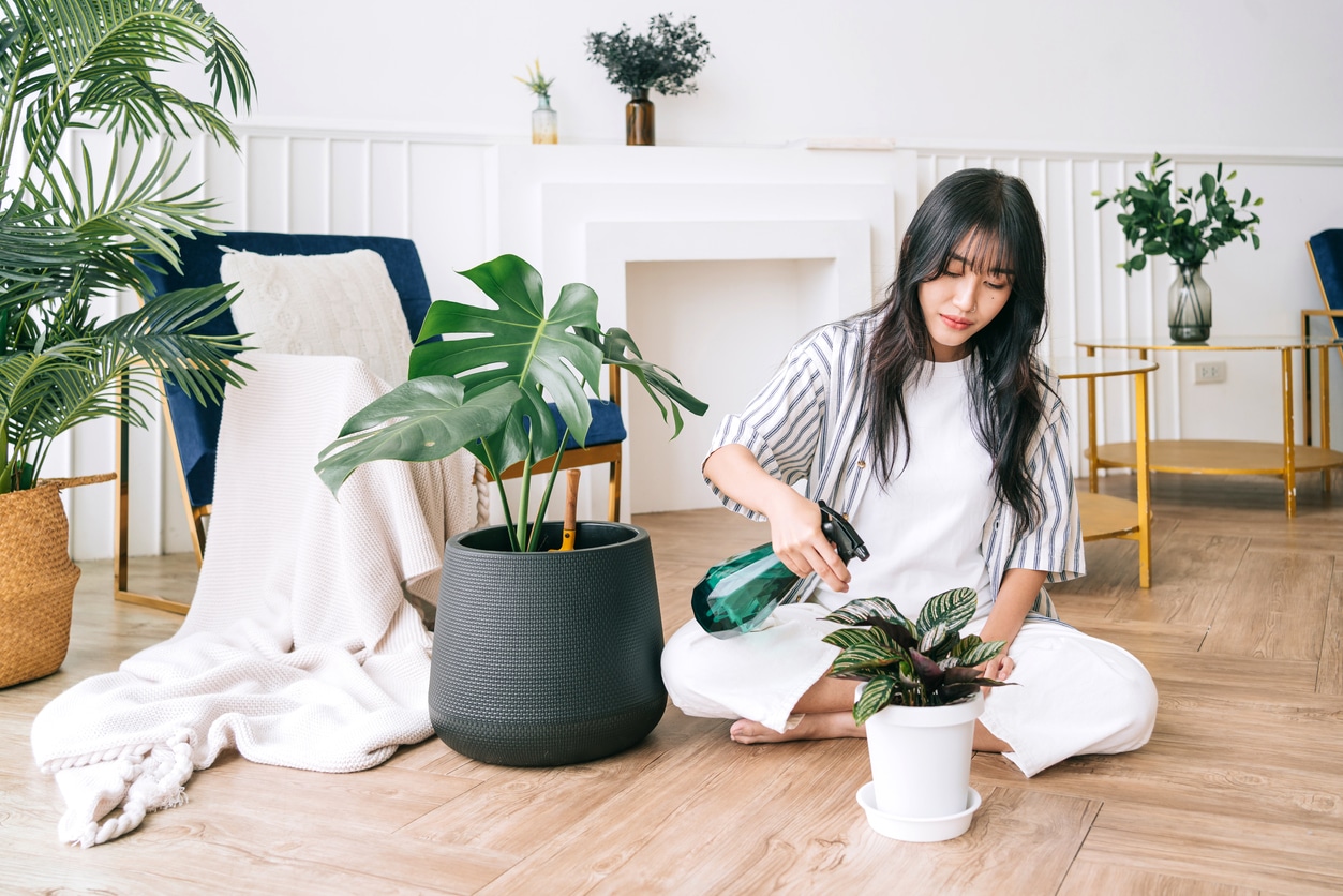 watering houseplants watering