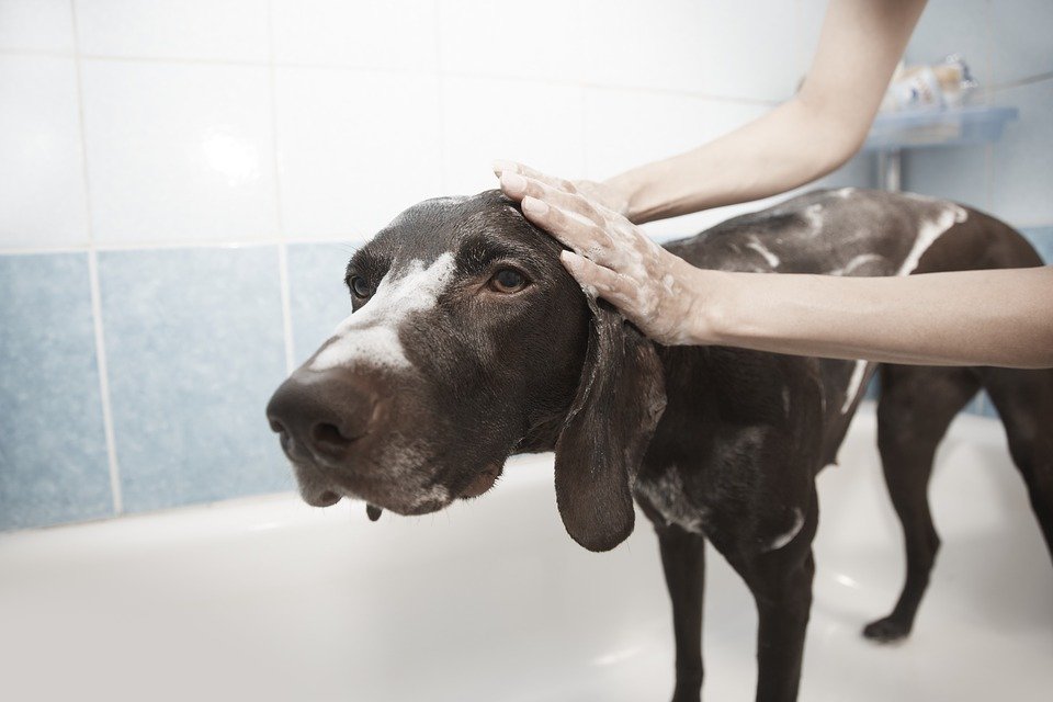 dog shower toilet grooming shampoo