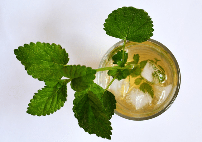 lemon balm iced tea