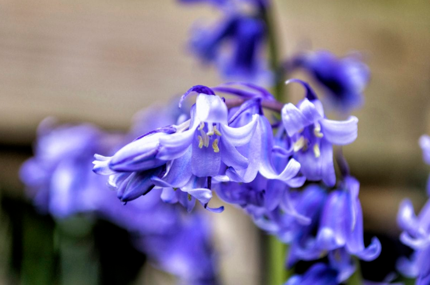 hyacinth hyacinths anti mole plants