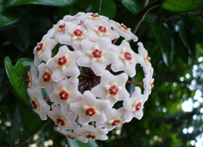 Hoya carnosa to perfume your interior with scents of chocolate or vanilla using plants