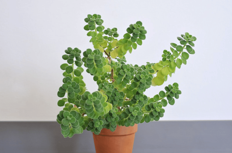 Cuban oregano, one of the plants to perfume your interior