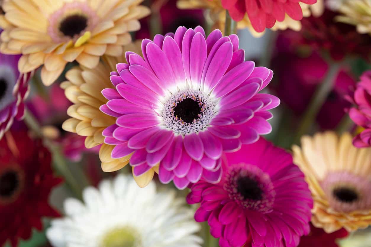 gerbera