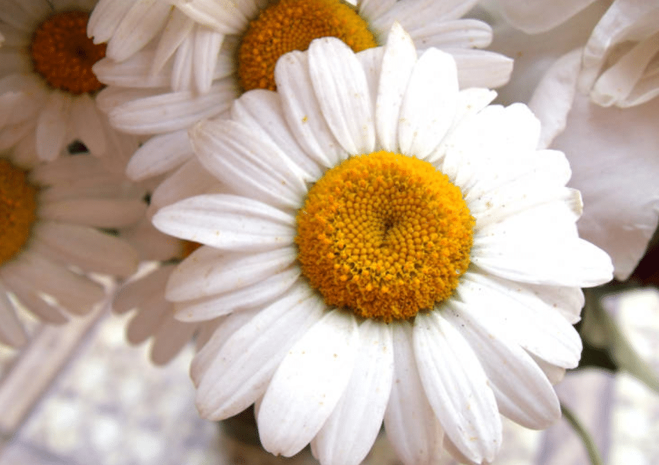 feverfew flower for migraine headaches