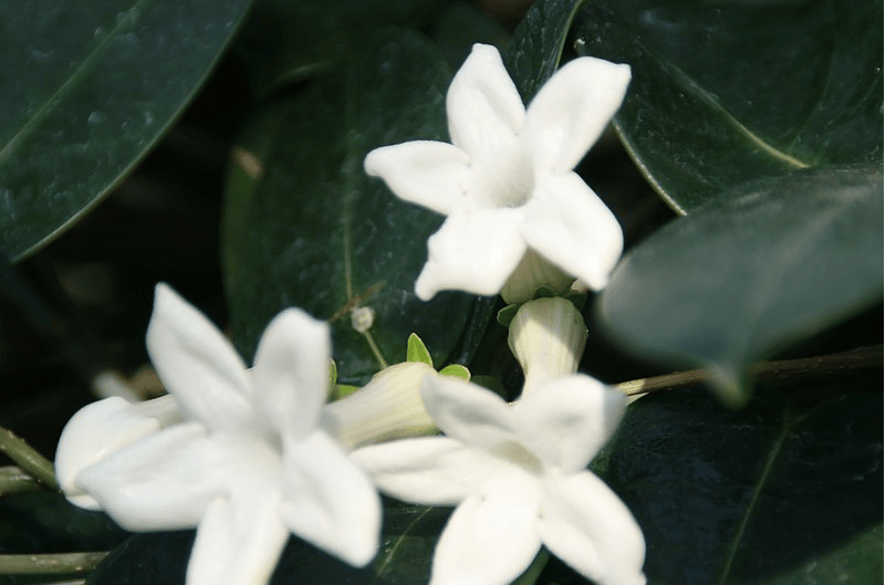 plants to perfume your interior madagascar jasmine