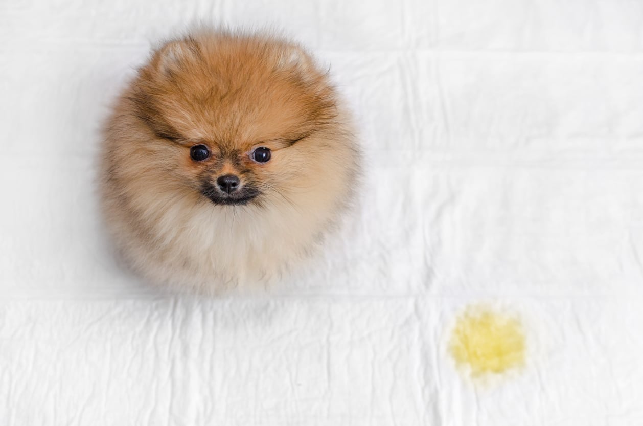 dog dwarf spitz pee at home urine