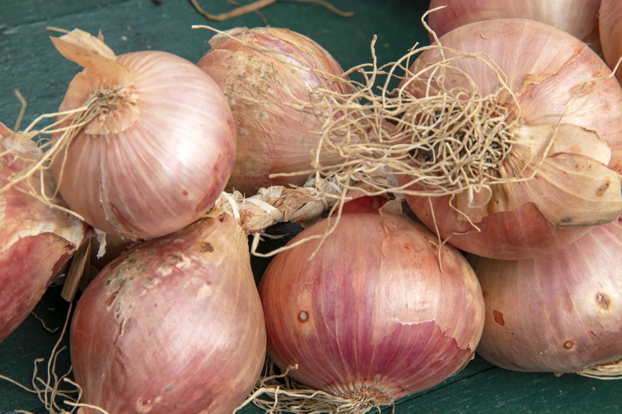 pink roscoff onion from Brittany