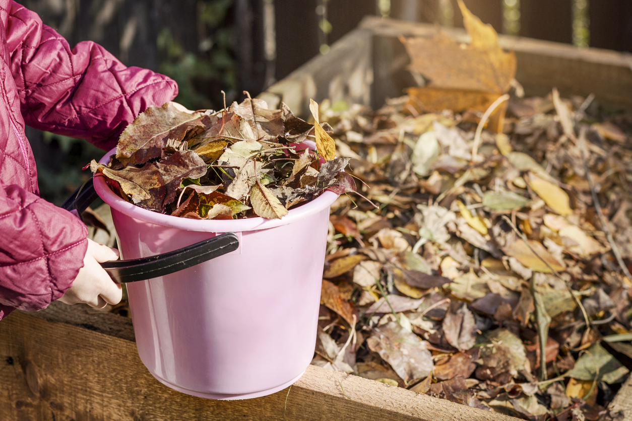 Compost bin of fallen autumn leaves in the garden compost of dead leaves