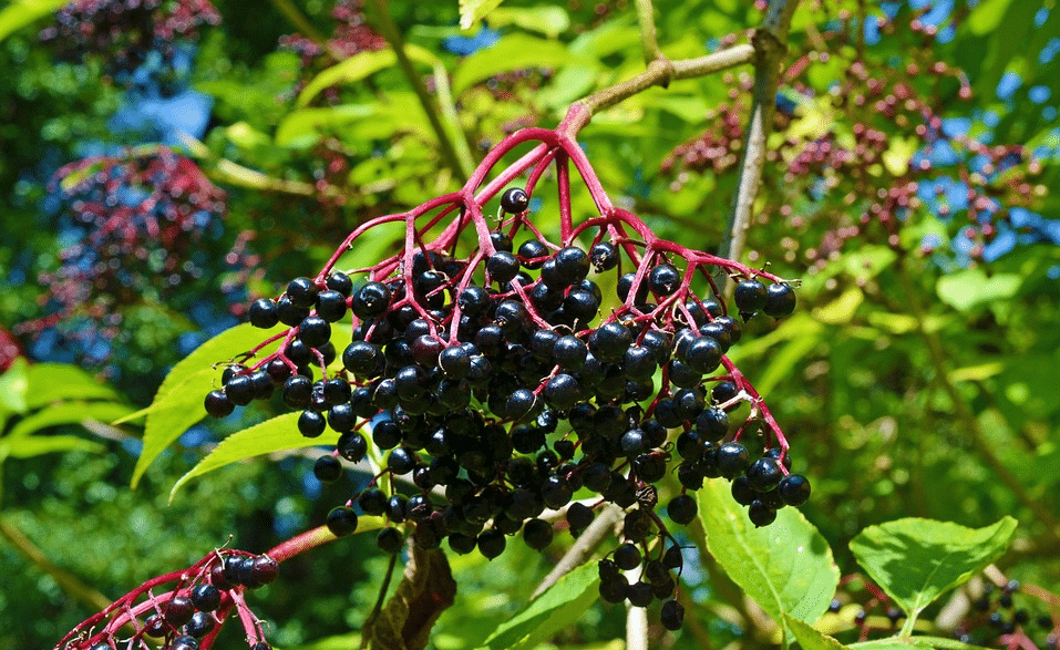 elderberry