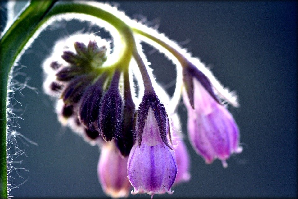 comfrey