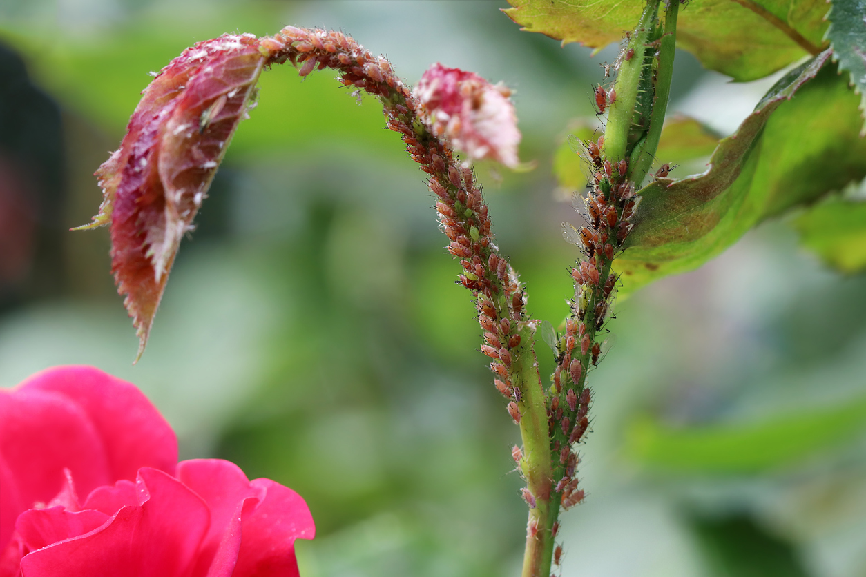 aphids on rose infested rose bush anti-aphid remedies