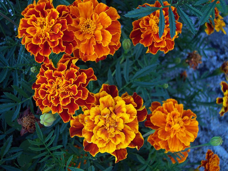 Marigold flowers aphids vegetable garden