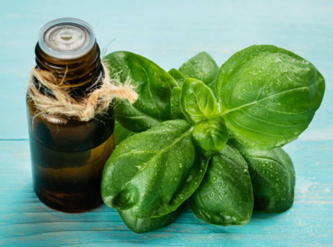 basil essential oil