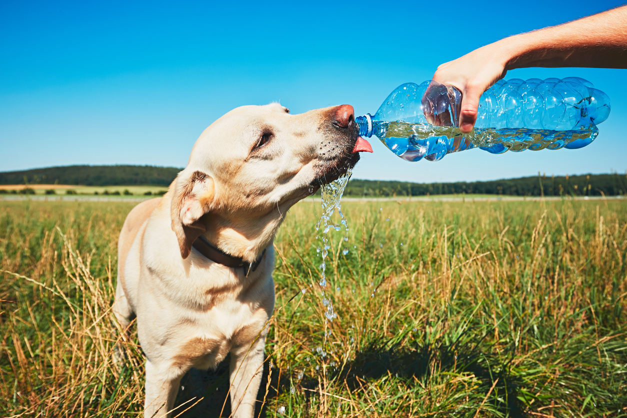 thirsty dog ​​drink water in summer protect your animal from the heat