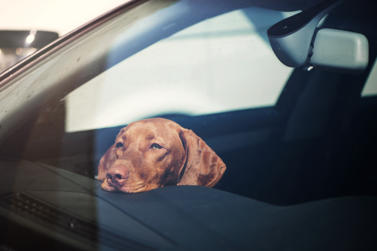 Sad dog left alone in locked car in summer dangers of heat in the cabin