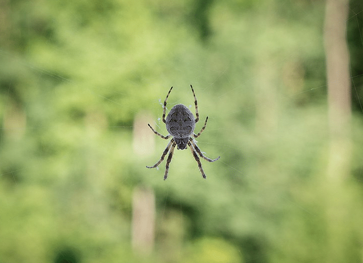 spider