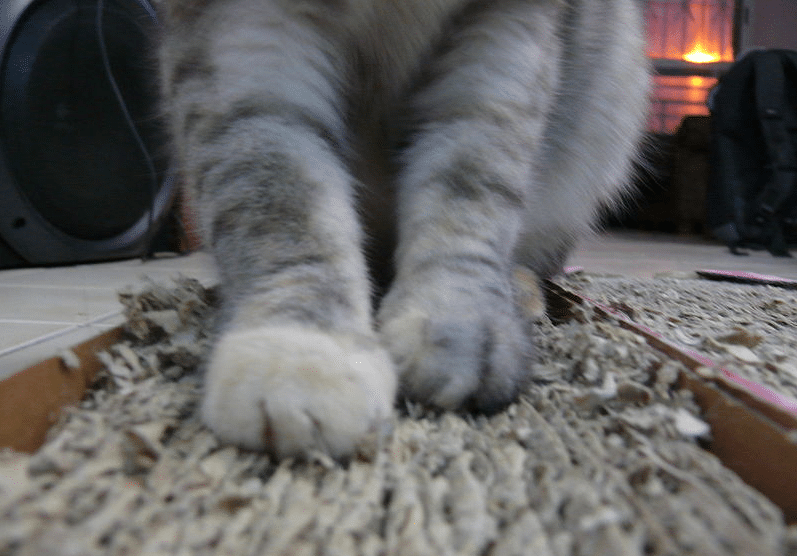 cat scratching paws apartment