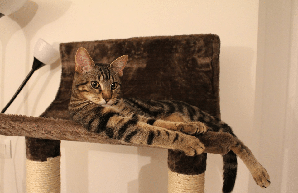 indoor cat cat tree