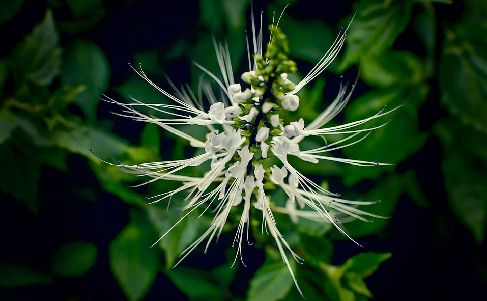 orthosiphon java tea flower among draining plants