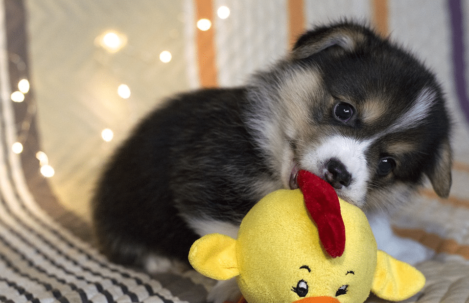 toy puppy