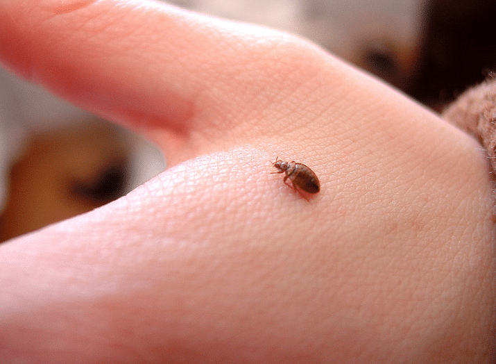 bedbugs: an insect that leaves bites