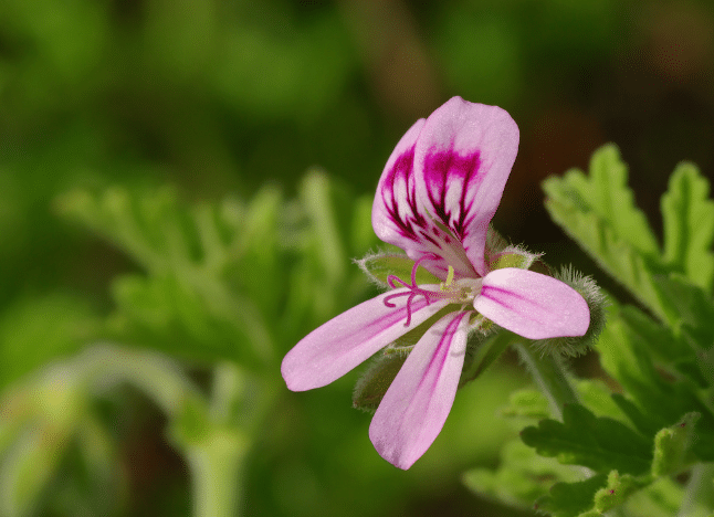 rose geranium