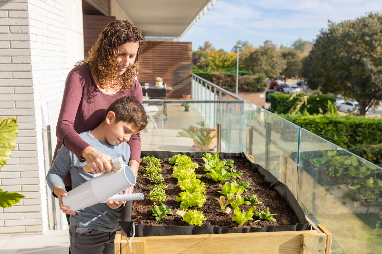 vegetables salads in urban garden balcony watering