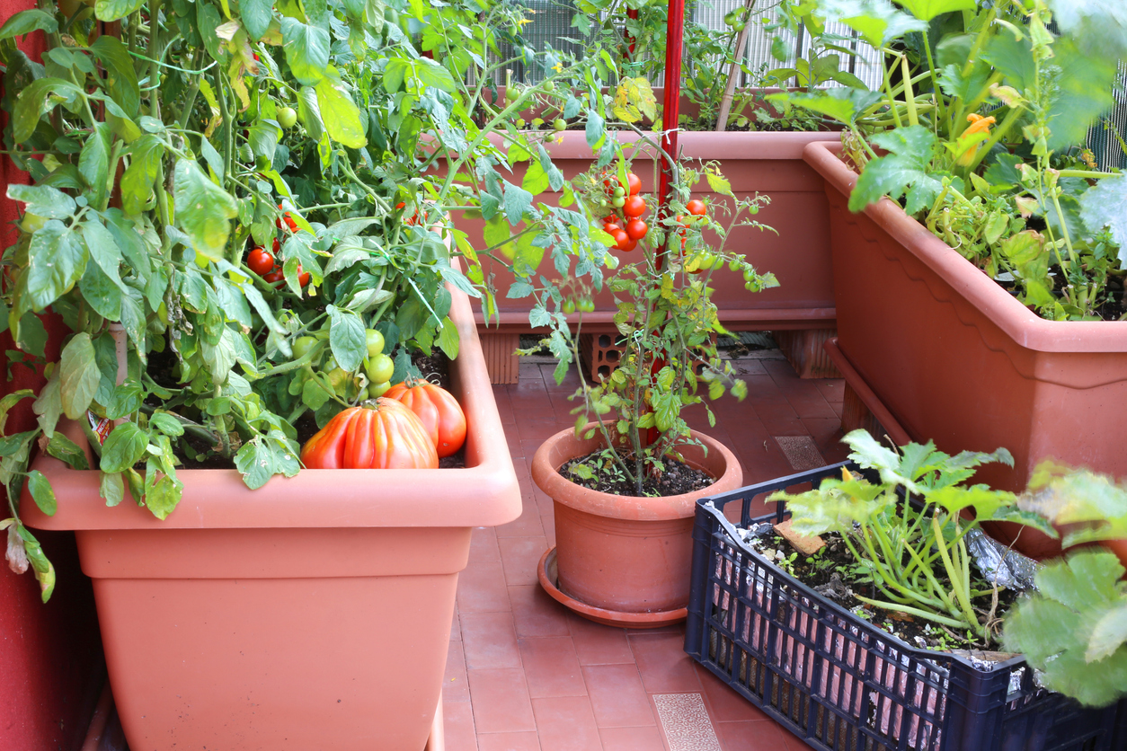 Tomato and zucchini plants in pots and planters on the balcony