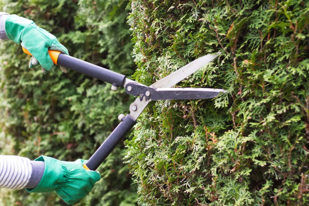 pruning hedge in spring