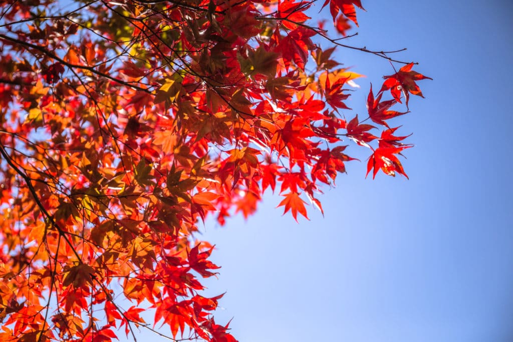 Japanese maple