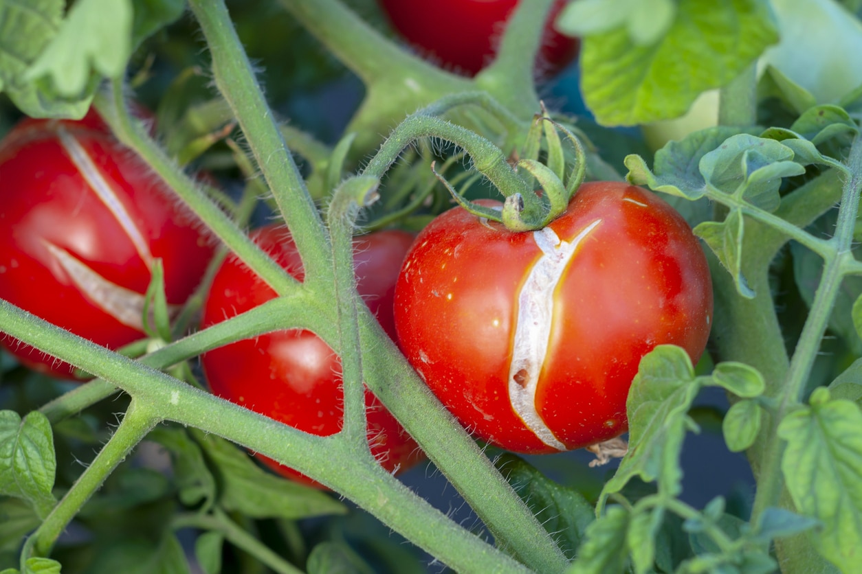 splitting tomatoes splitting tomato splitting growth slots