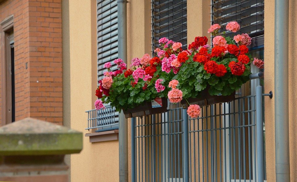 geranium window balcony