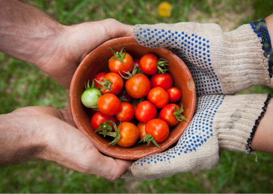 harvest tomato plants