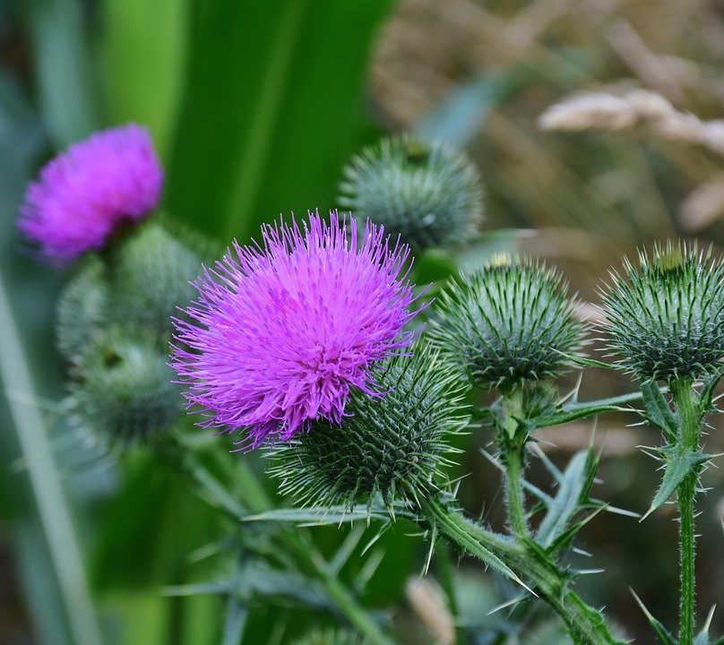 milk thistle liver health 