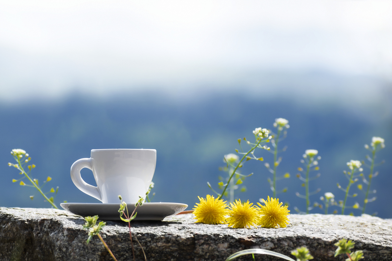 racines de pissenlit comme substitut de café alternative sans caféine aux pissenlits