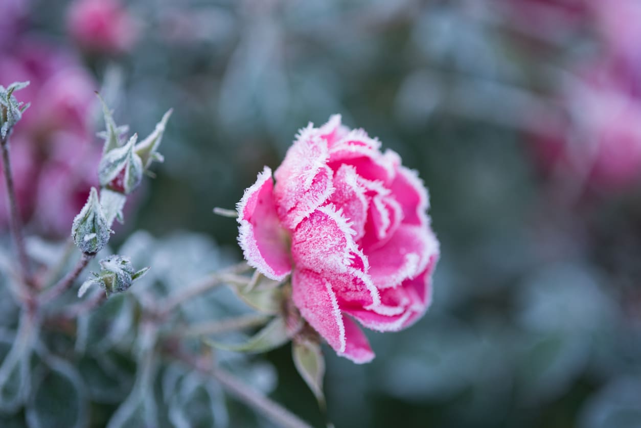 late frost rose in spring Ice Saints