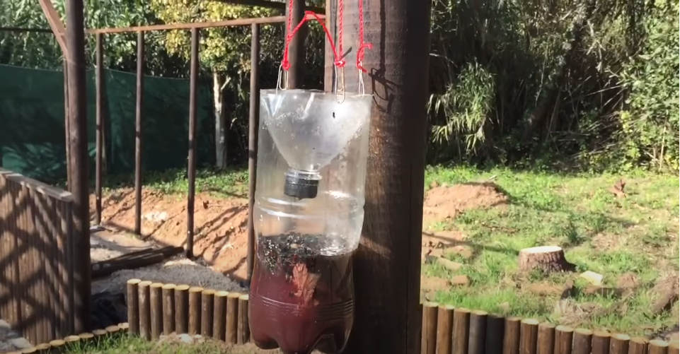 homemade fly trap