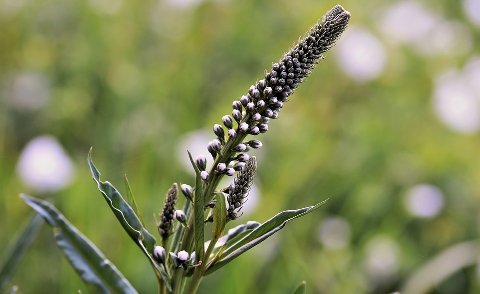 black cohosh among plants against menopause and painful periods