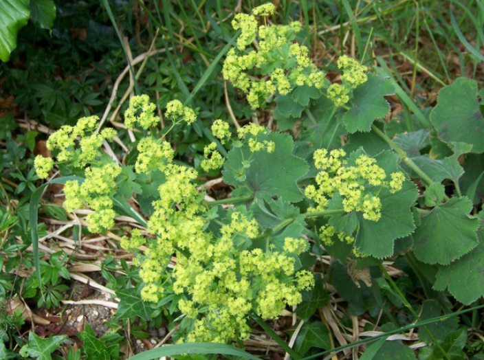 lady's mantle plants heavy painful periods