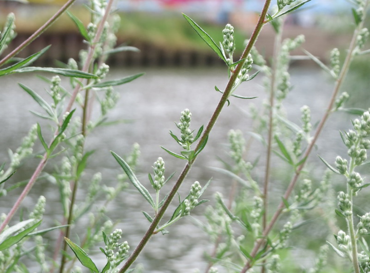 Artemisia vulgaris common mugwort plants painful periods