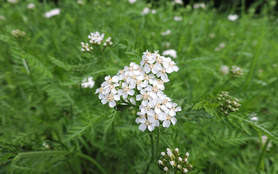 yarrow plant painful periods