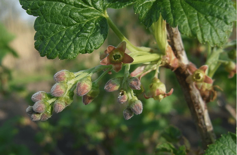 blackcurrant buds pollen allergy flu