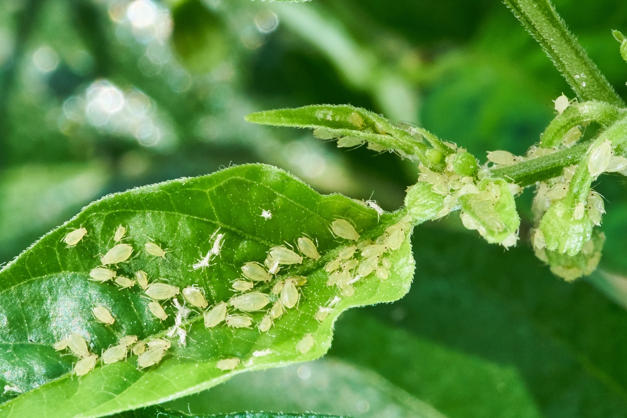 plant aphids